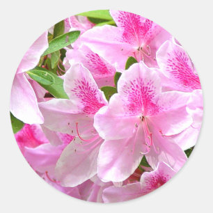 Azalea Blooms Sticker
