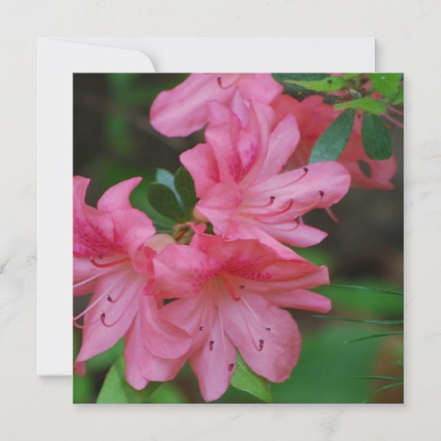 Azalea Bush Invitations (Front)