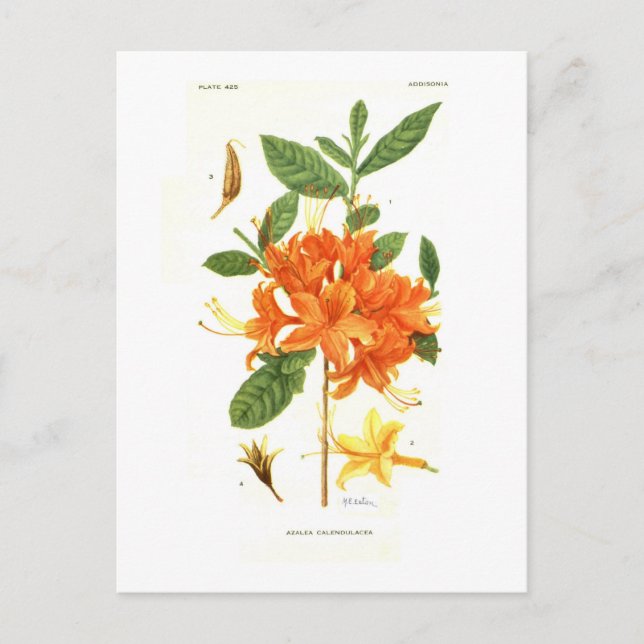 Azalea calendulacea postcard (Front)
