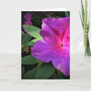 Azalea, card