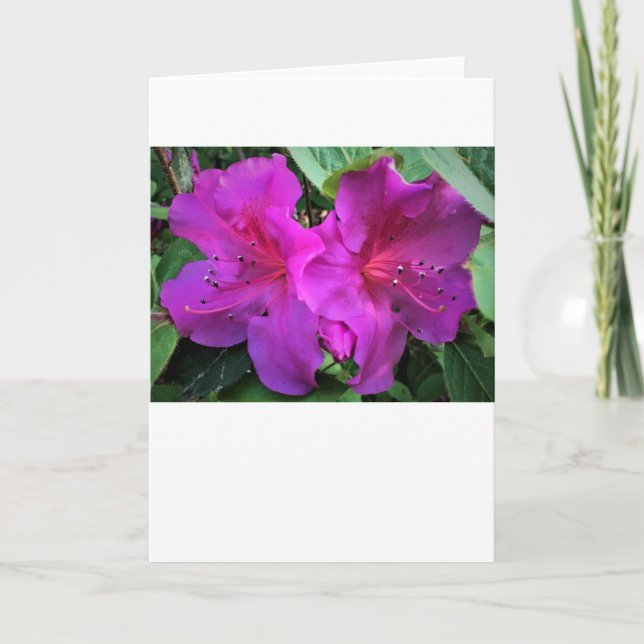 Azalea, card (Front)