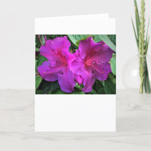 Azalea, card
