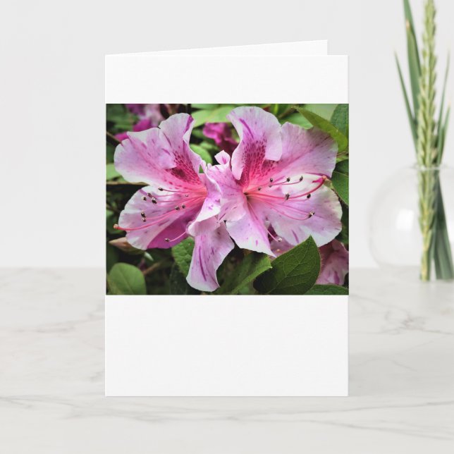 Azalea, card (Front)
