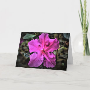 Azalea, card