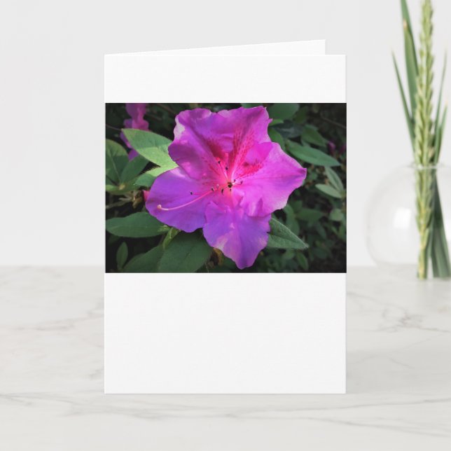 Azalea, card (Front)