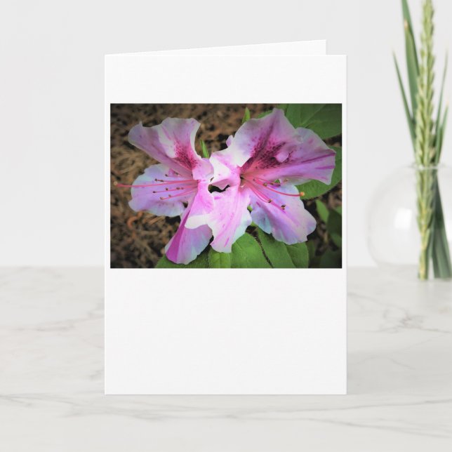 Azalea, card (Front)