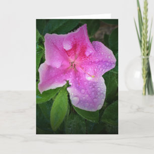 Azalea, card