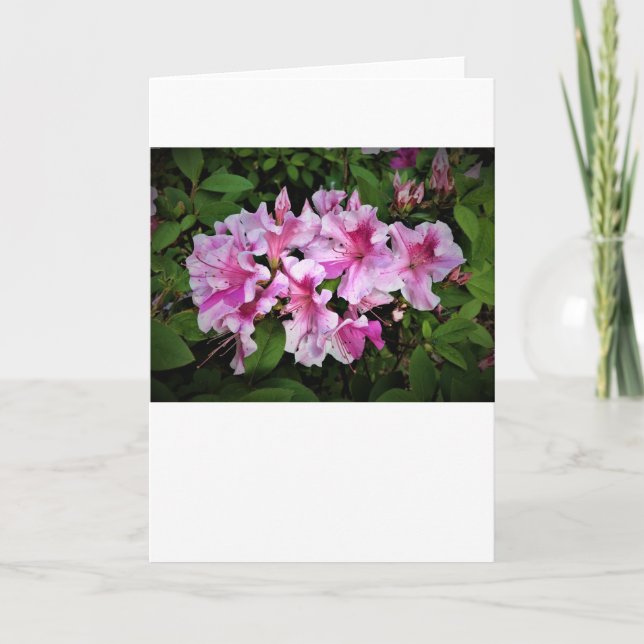 Azalea, card (Front)