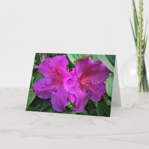 Azalea, card