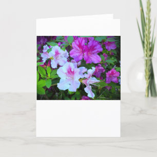 Azalea, Card