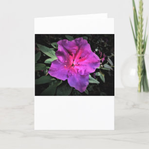 Azalea, card