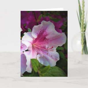 Azalea, card
