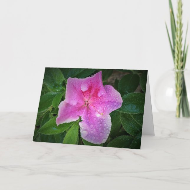 Azalea, card (Front)