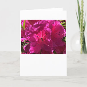 Azalea, card