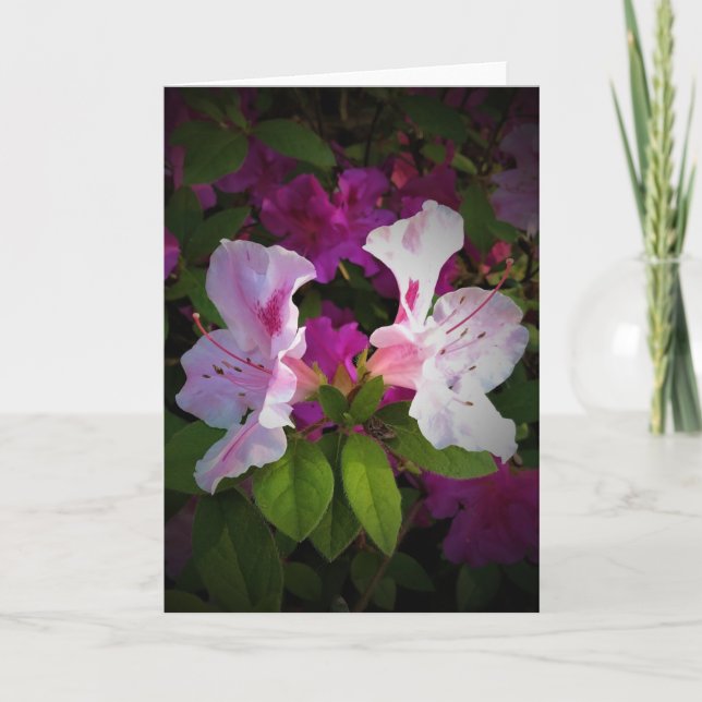 Azalea, card (Front)