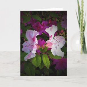 Azalea, card