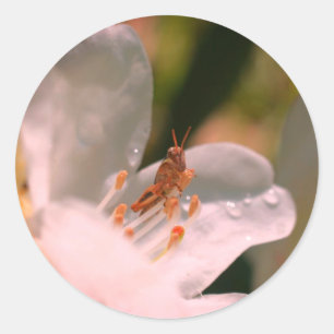 Azalea Flower And Grasshopper Classic Round Sticker