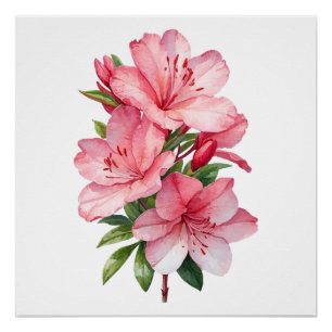 Azalea flower watercolor painting poster