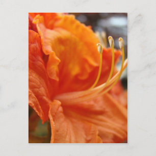 AZALEA FLOWERS 6 Orange Azaleas Cards Gifts Mugs