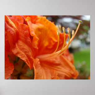 Azalea Flowers 6 Orange Rhodies Art Prints Posters