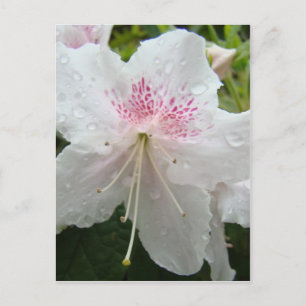 AZALEA FLOWERS White Wet Azaleas Cards Gifts Mugs