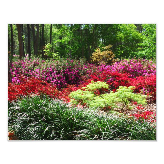 Azalea Gardens Photo Print (Front)