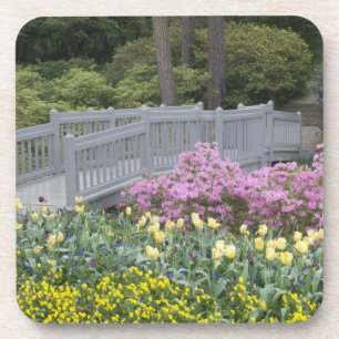 Azalea Heath Family (Ericaceae), Tulip, and Coaster