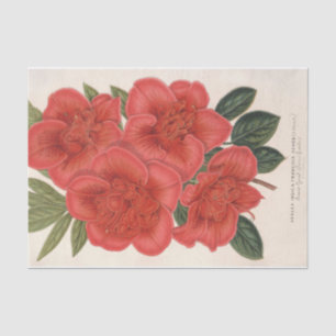 Azalea (Indica) Francois Devos by Charles Lemaire Tissue Paper