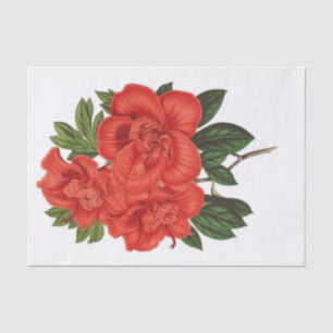 Azalea (indica) Grand Duchess, Decoupage Tissue Paper