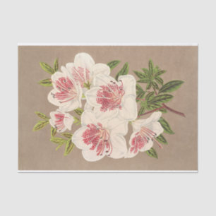 Azalea (indica) Reine des Pays-Bas by Lemaire Tissue Paper