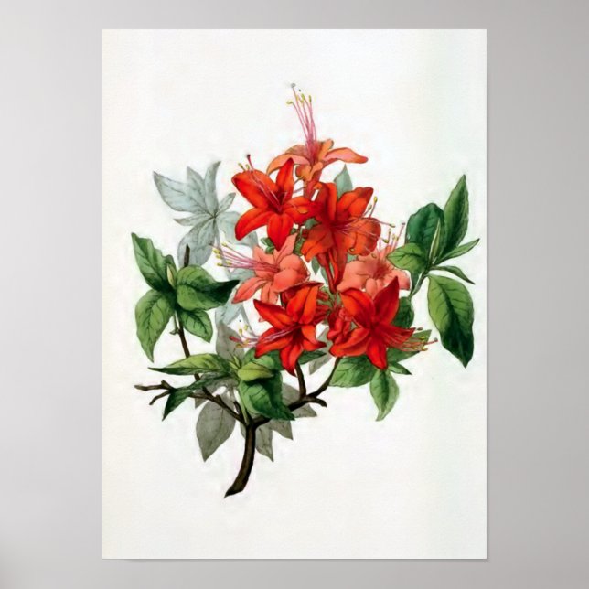 "Azalea Nudiflora" Vintage Flower Illustration Poster (Front)