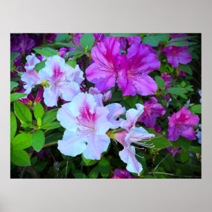 Azalea,  poster