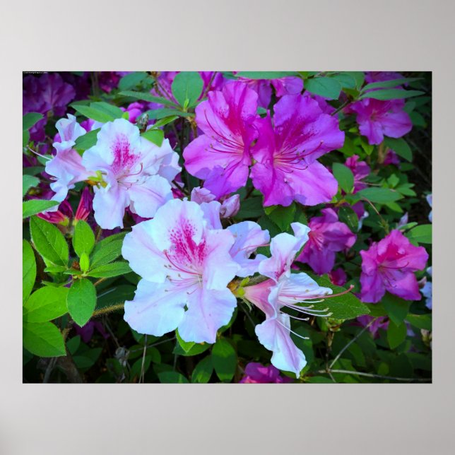 Azalea,  poster (Front)