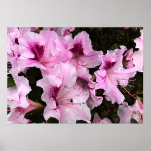 Azalea, Poster