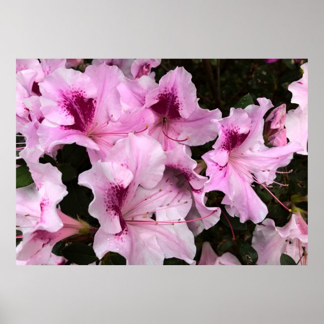 Azalea, Poster (Front)