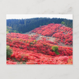 Azalea Scenery:Postcard Postcard