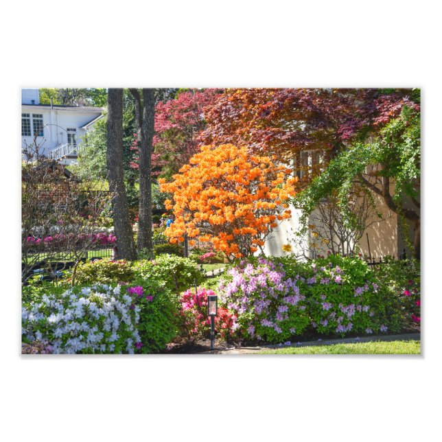 Azalea Trail Garden in Tyler, Texas Photo Print (Front)