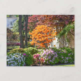 Azalea Trail Garden in Tyler, Texas Postcard