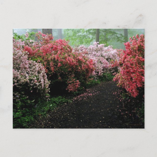 Azalea Walkway Postcard (Front)