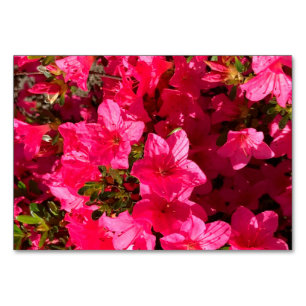 Azaleas flowers floral reading flashcards table number