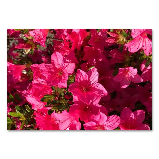 Azaleas flowers floral reading flashcards table number (Front)
