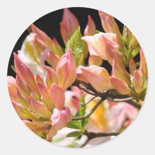 AZALEAS FLOWERS Summer 9 Azaleas Cards Gifts Mugs Classic Round Sticker