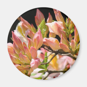 AZALEAS FLOWERS Summer 9 Azaleas Cards Gifts Mugs Magnet