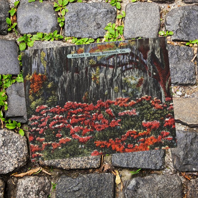Azaleas in Bloom in Savannah GA Postcards (Creator Uploaded)