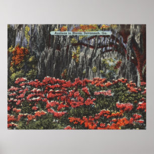 Azaleas in Bloom in Savannah GA Postcards Poster