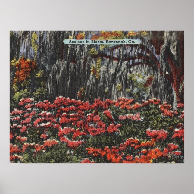 Azaleas in Bloom in Savannah GA Postcards Poster (Front)