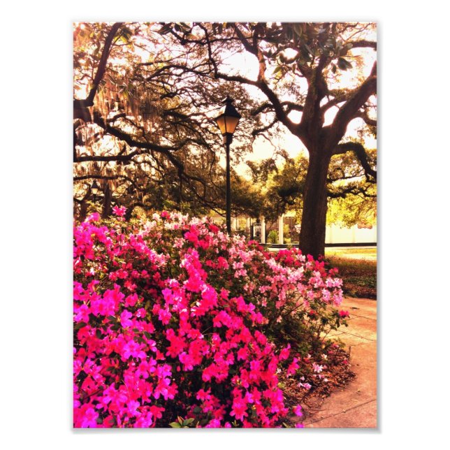Azaleas In Forsyth Park Photo Print (Front)