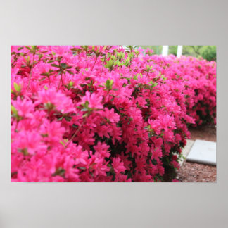 Azaleas in Full Bloom Poster