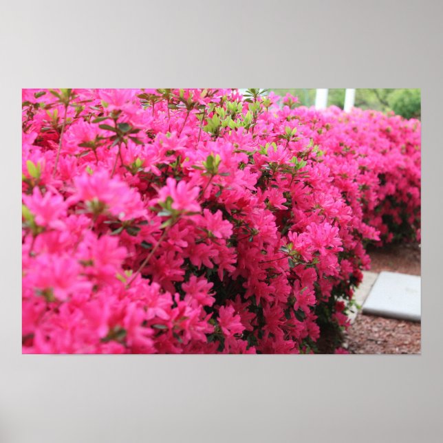 Azaleas in Full Bloom Poster (Front)