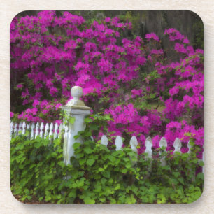 Azaleas in the spring at Historic Isle of Hope Coaster